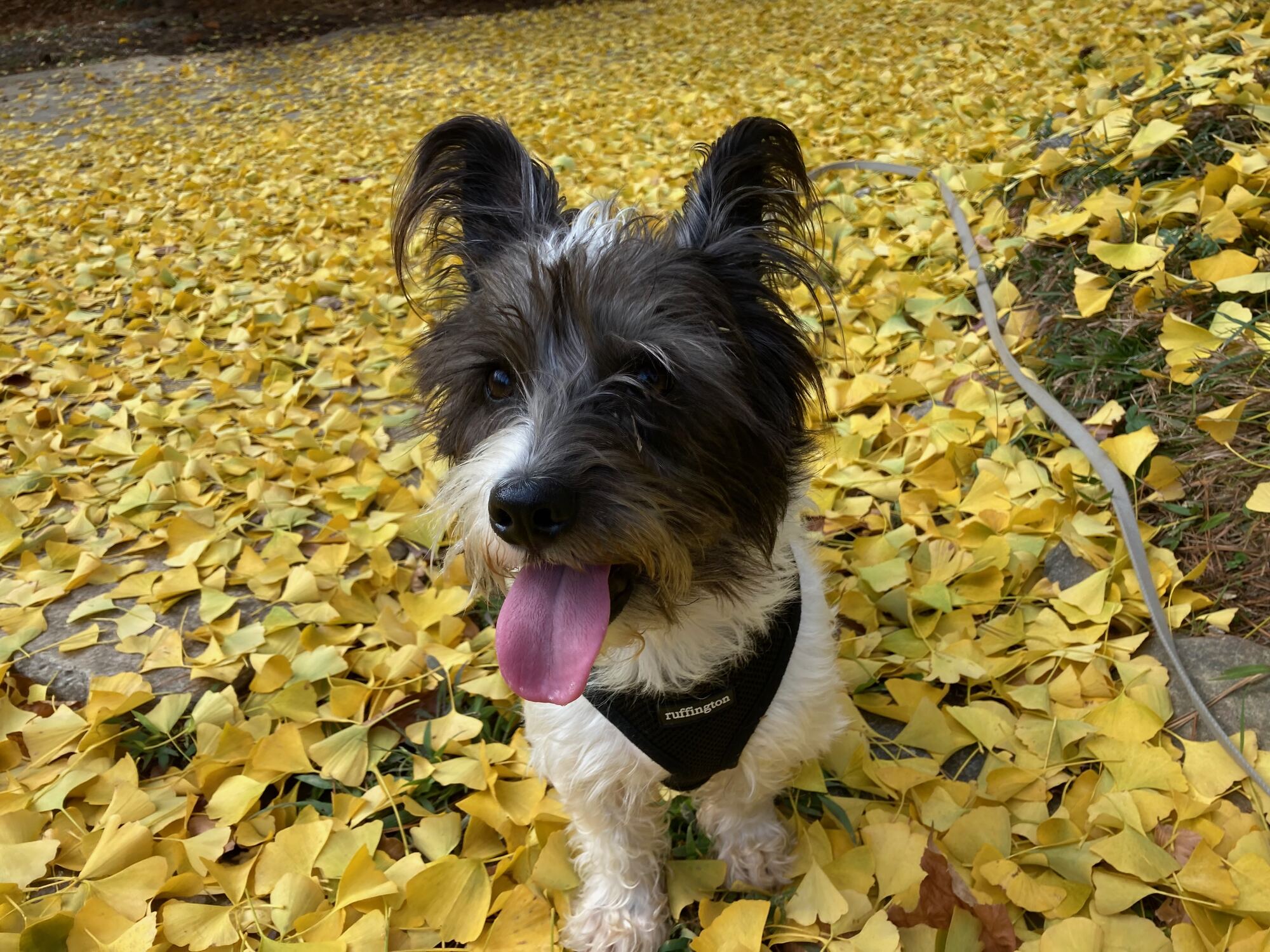 Floki sits in a thick carpet of yellow ginkgo leaves, tongue out, wearing a black harness, with a gray leash trailing beside him.