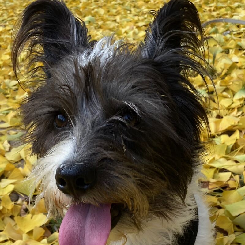 Close portrait of Floki’s face, black and white fur blown about, tongue out, with yellow ginkgo leaves behind him.
